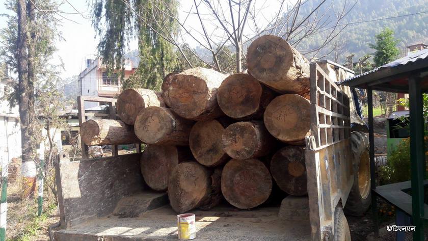   नक्कली बिरामी पुर्जी बनाएर काठ चोर्ने ठेकेदार छुटाइयो