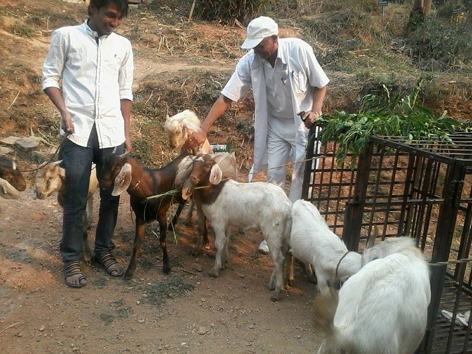   अछाममा पहिलो पटक भित्रियो बोयर बोका