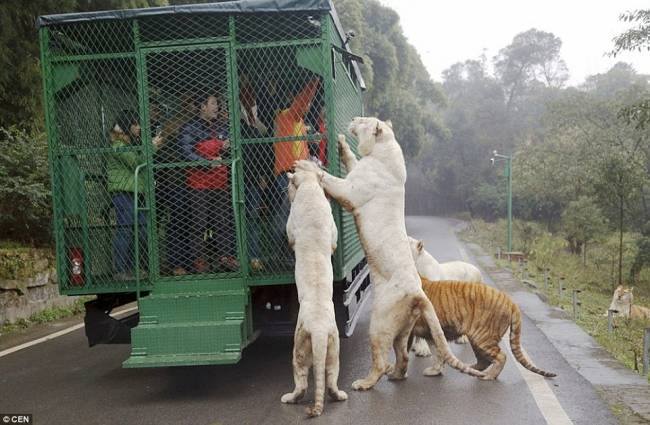 एउटा यस्तो चिडियाघर जहाँ मान्छे थुनिन्छन् र जनावरले स्वतन्त्र भएर हेर्छन्