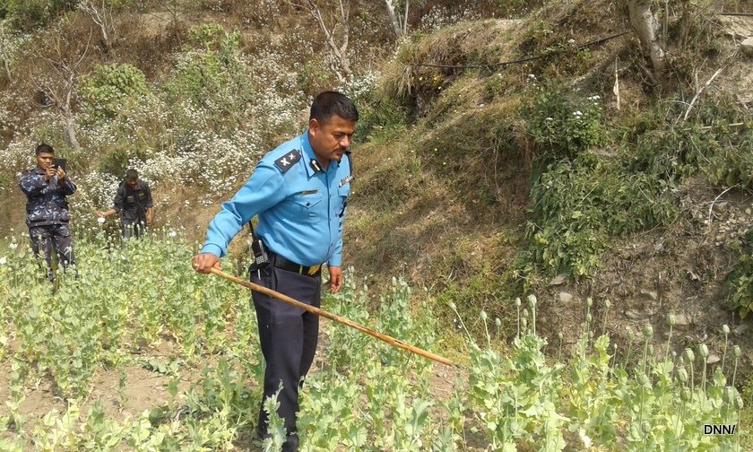   डिएसपीसँगै स्थानीय आफैँले गरे अफिम खेती नष्ट