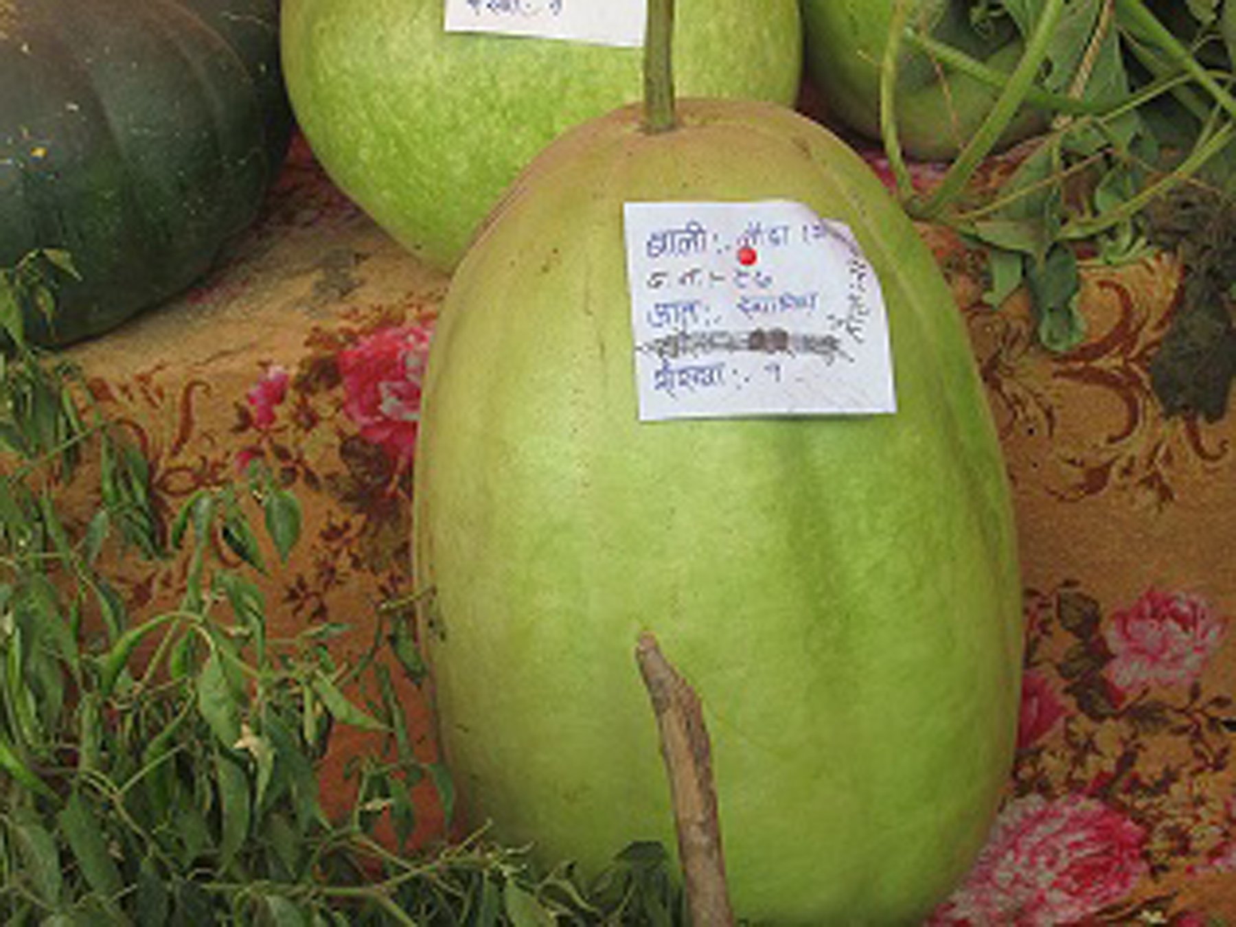 पच्चीस किलोको एउटै लौका