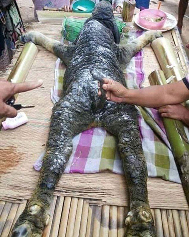 भैँसी होकी गोही : जन्मियो अनौठो जीव (भिडियोसहित)