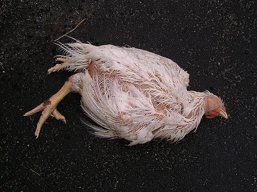   बाटोमा भेटिएको मरेको कुखुरा खाँदा बालिकाको मृत्यु, आमा–छोरा सिकिस्त