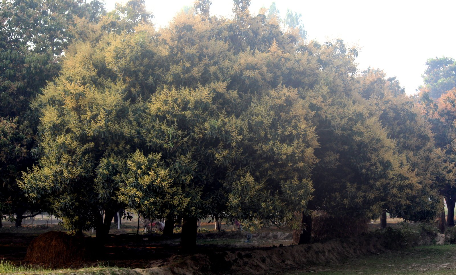   धनुषामा आँप उत्पादनमा ७५ प्रतिशतले कमि
