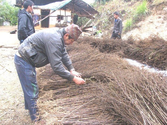   जापानी पैसा बनाउन प्रयोग गरिने अर्गेलीको इलाममा सम्भाव्यता सुरु