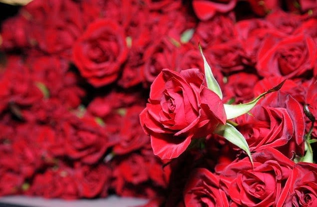 ‘भ्यालेन्टाइन डे’ मा साढे तीन लाख वटा गुलाबको फूल खपत हुने