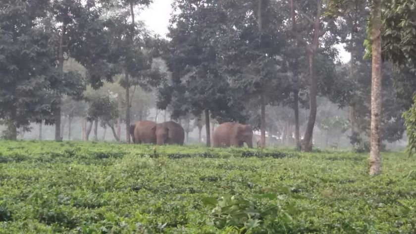   चिया बगानमा हात्ती पसेपछि...