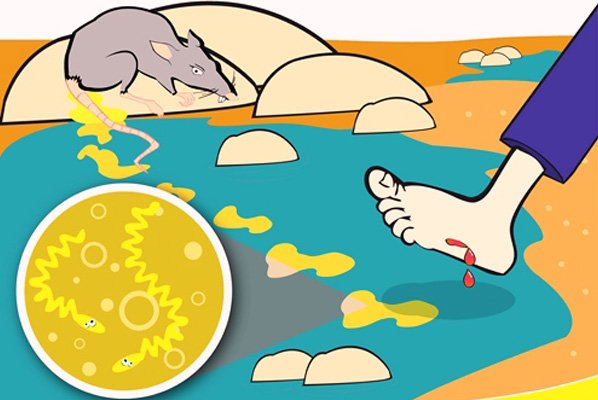 पशुबाट मानिसमा सर्ने लेप्टोस्पाइरोसिस रोकथामका उपाय