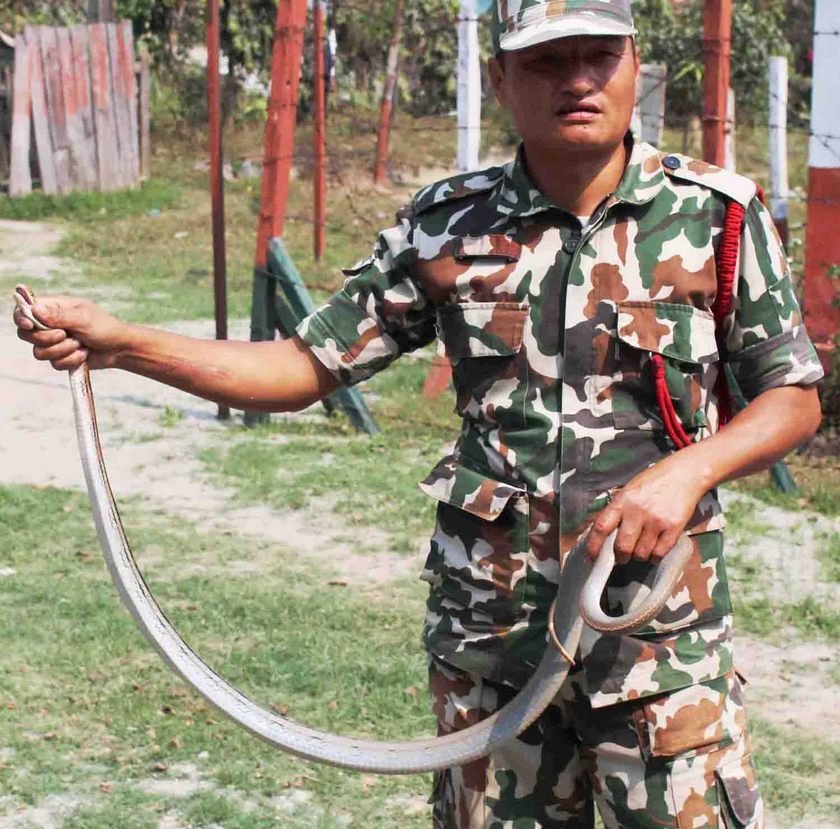   मान्छे डस्ने सर्पसँग प्रेम