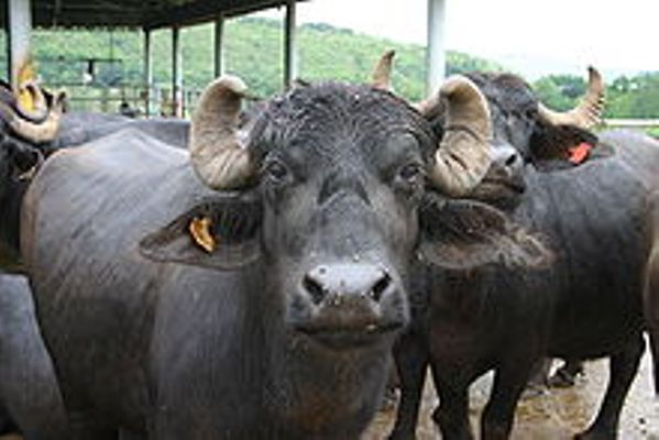 पन्ध्र मुर्रा राँगाबाट एक लाख भैँसीमा नश्ल सुधार गरिने