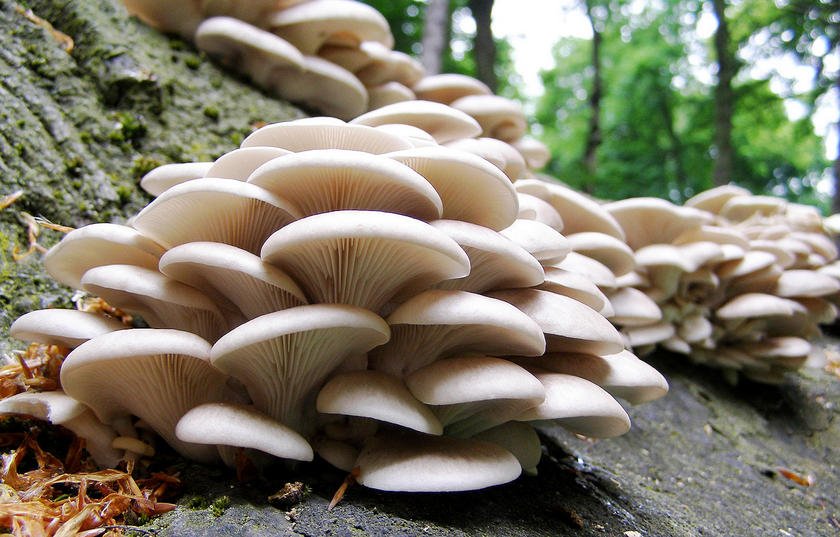   च्याउ खाँदा महोत्तरीमा चार प्रहरी बिरामी