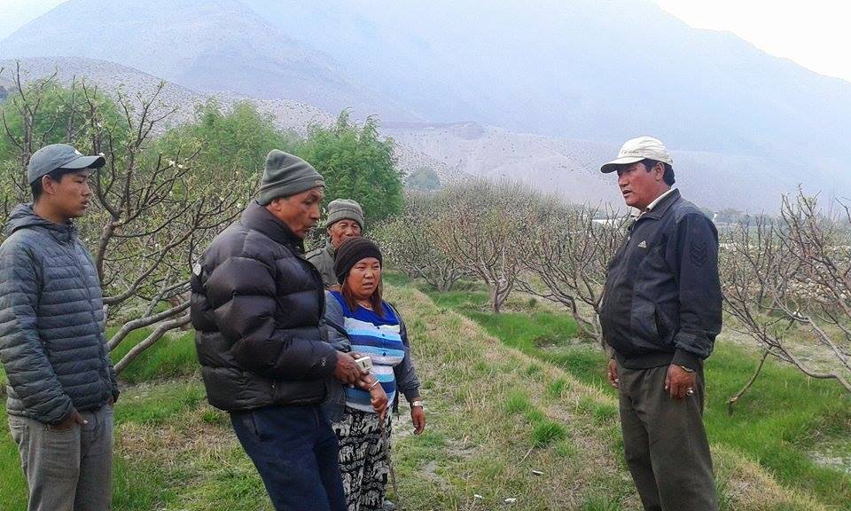   मुस्ताङको स्याउमा डिजीनम्स किराको प्रकोप