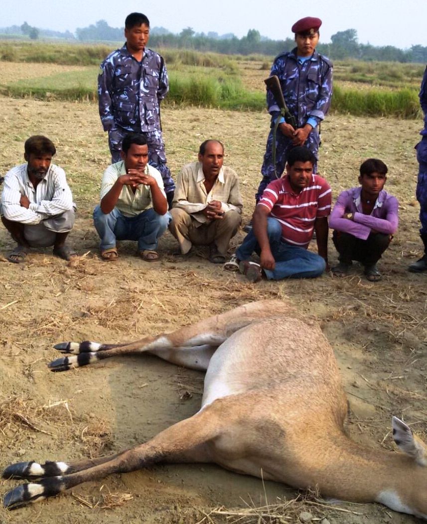   नीलगाई मार्ने ५ जना घटनास्थलबाटै रंगेहात पक्राउ