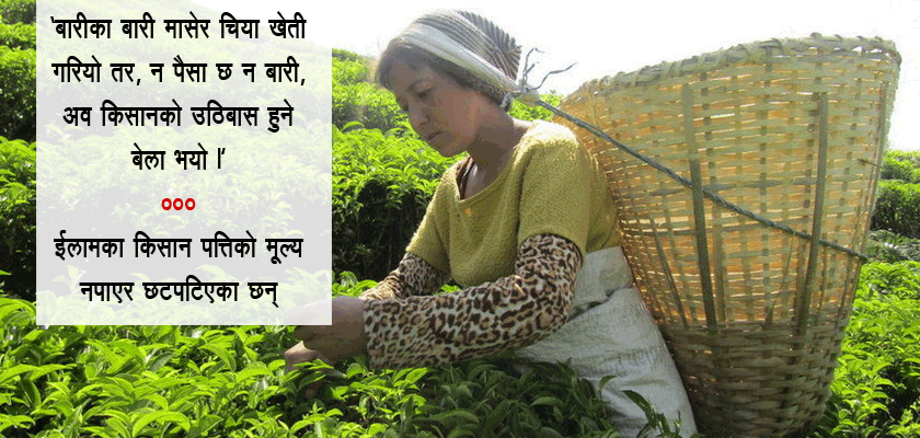   भद्रगोल छ राष्ट्रिय चिया तथा कफि विकास बोर्ड, छटपटिदै किसान