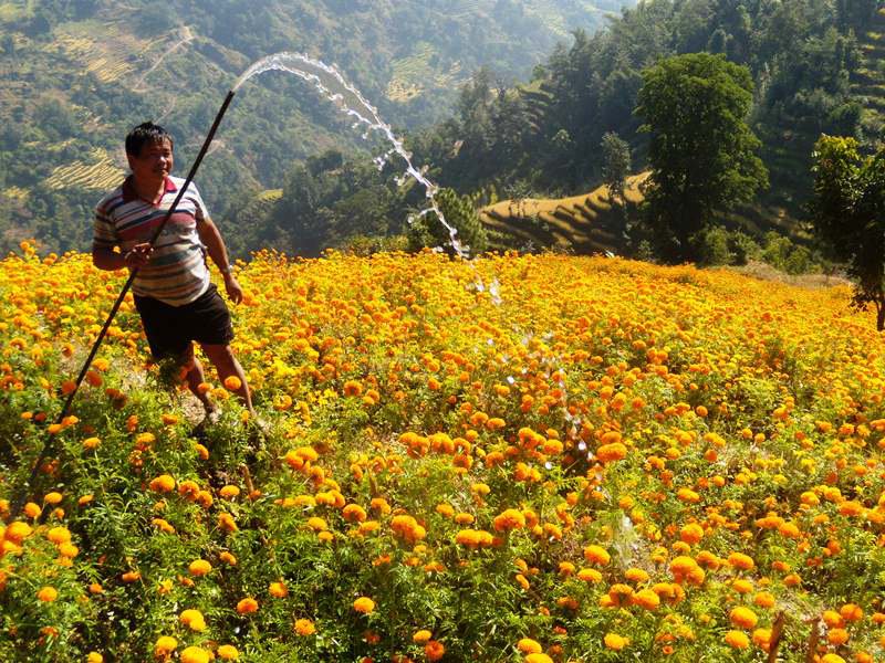 वैदेशीक बजारमा नेपाली फूल निर्यातको सम्भावना