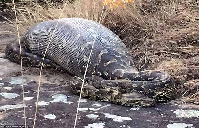 सिमसार संरक्षणले बढ्दै अजिङ्गरको सङ्ख्या