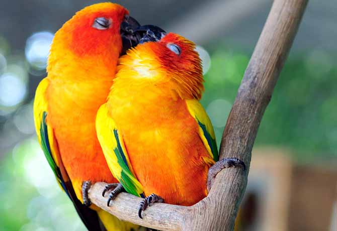 जनावरले यसरी गर्छन् आफ्नो प्रेमको अभिव्यक्ति, हेर्नुहोस् उत्कृष्ट १० तस्बिर
