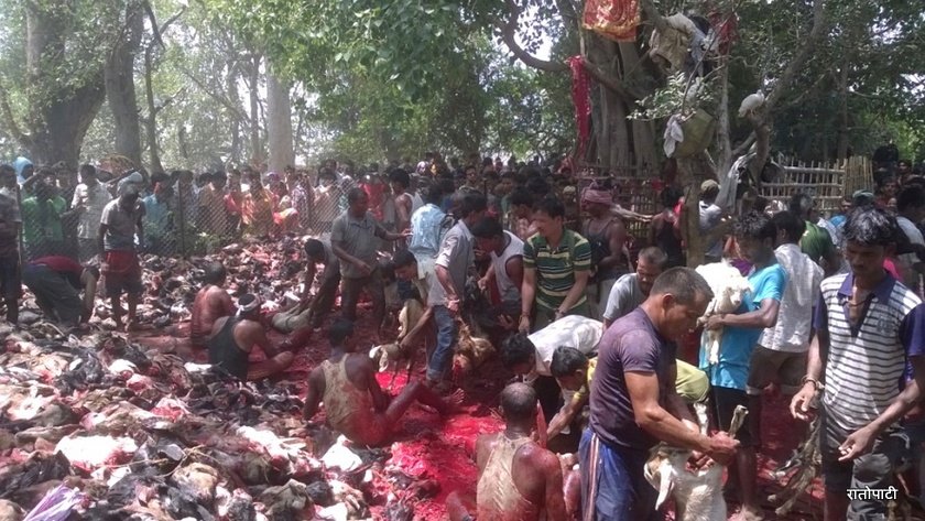   बुद्ध जयन्तीको दिन लहानमा बन्यो रगतको आहाल ! (हेर्नुस् पशुबलीका ९  तस्बीर)