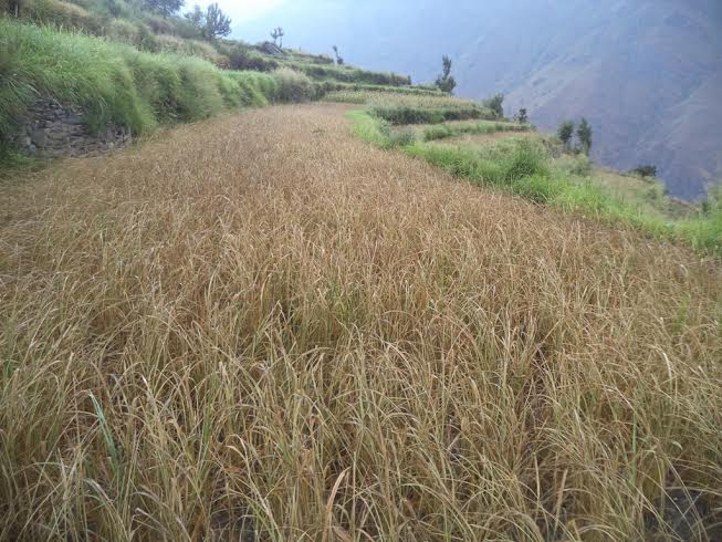 रोग, किरा र झारपातबाटै हुन्छ ४२ प्रतिशत बाली नोक्सान