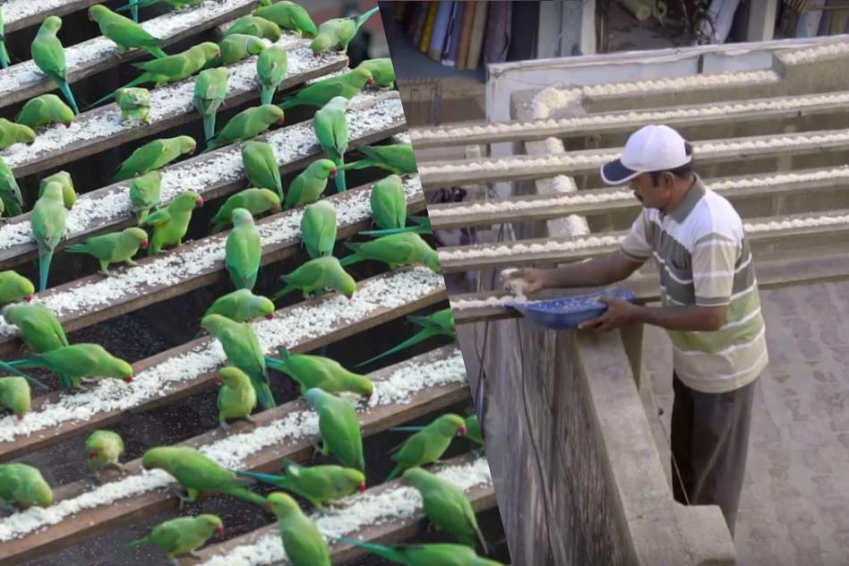 दैनिक ४ हजार सुगालाई चारो हाल्छन् चेन्नाईका बर्डम्यान
