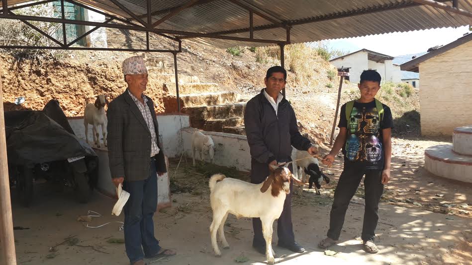   किसानलाई उन्नत जातको बोका वितरण