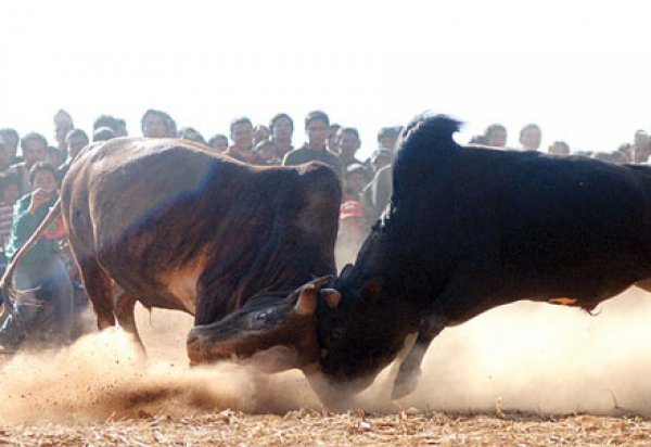 तारुकाको ‘बुलफाइट’ : एकपटक हेर्नैपर्ने मेला