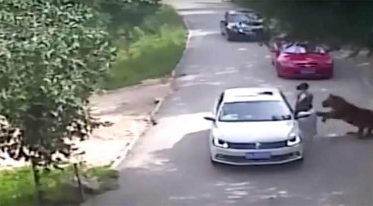 केही क्षणको लागि कारबाट उत्रिन् महिला, बाघ आएर घिसार्दै लग्यो (भिडियोसहित)