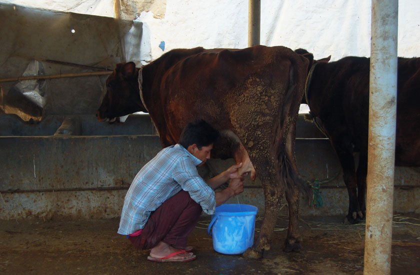 दूध बेचेर करोडौँ गाउँ भित्र्याउँदै किसान