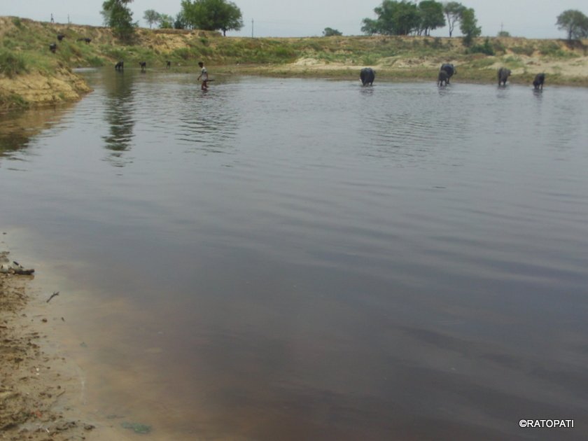   पेपर मिलको फोहोरले रुपन्देहीको दानव नदी प्रदूषित
