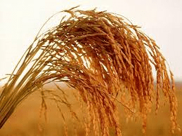   नेपालमा भारतीय धान भित्रिएपछि किसान मारमा