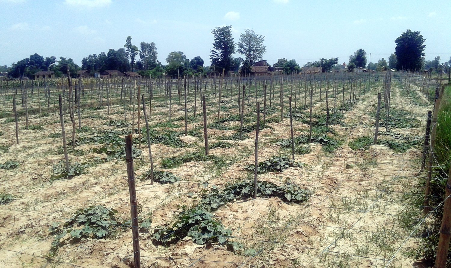   तरकारीखेतीबाट मनग्य आम्दानी