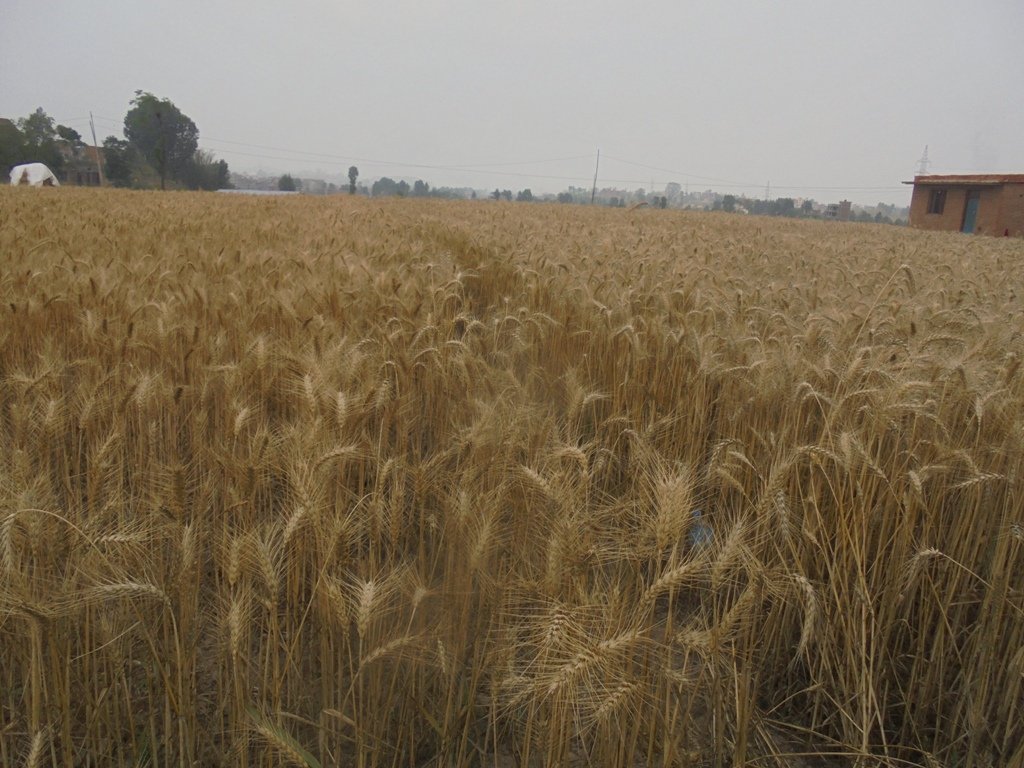   गहुँको उत्पादन आधा घट्यो, किसानको लगानी उठेन