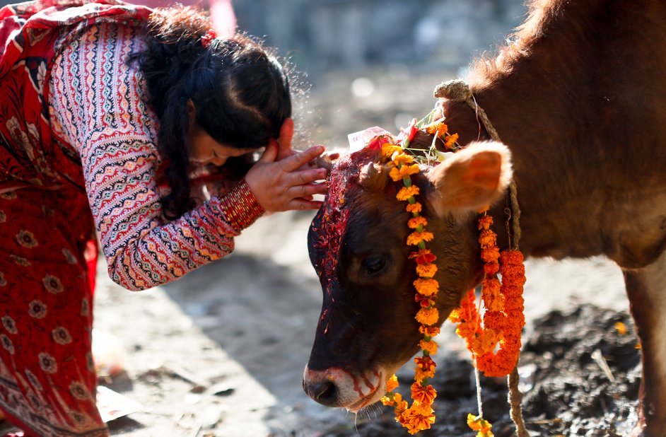 तिहारको तेस्रो दिन : आज गाई पूजा