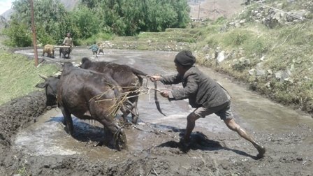   कर्णलीका कृषकलाई चटारो : ‘जेठासे भित्रयाउँदै, असोजे लगाउँदै’