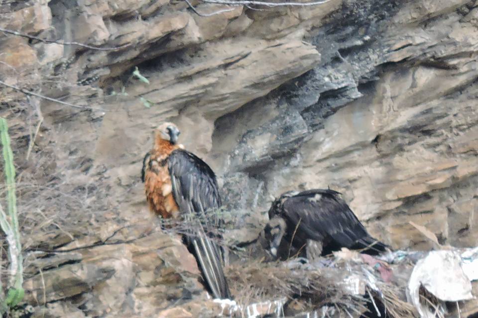   विश्वमै लोपोन्मुख हाडफोर गिद्धको गुँड भेटियो