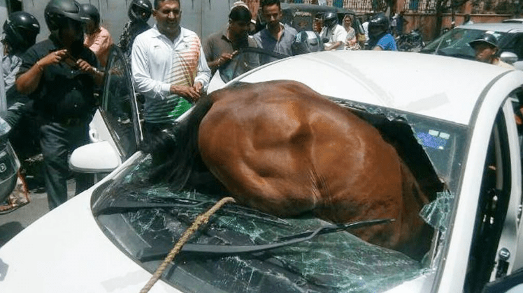   गर्मीले छटपटाएको घोडा कारको सिसा तोडेर भित्र छिर्यो