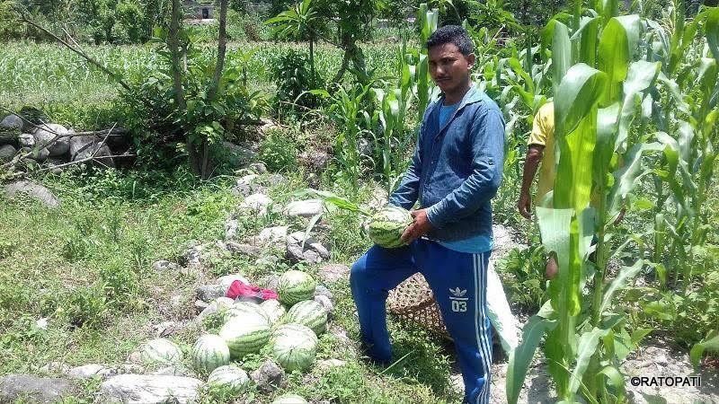   सिंगाका एक युवाले बगरमा फलाए खर्बुजा