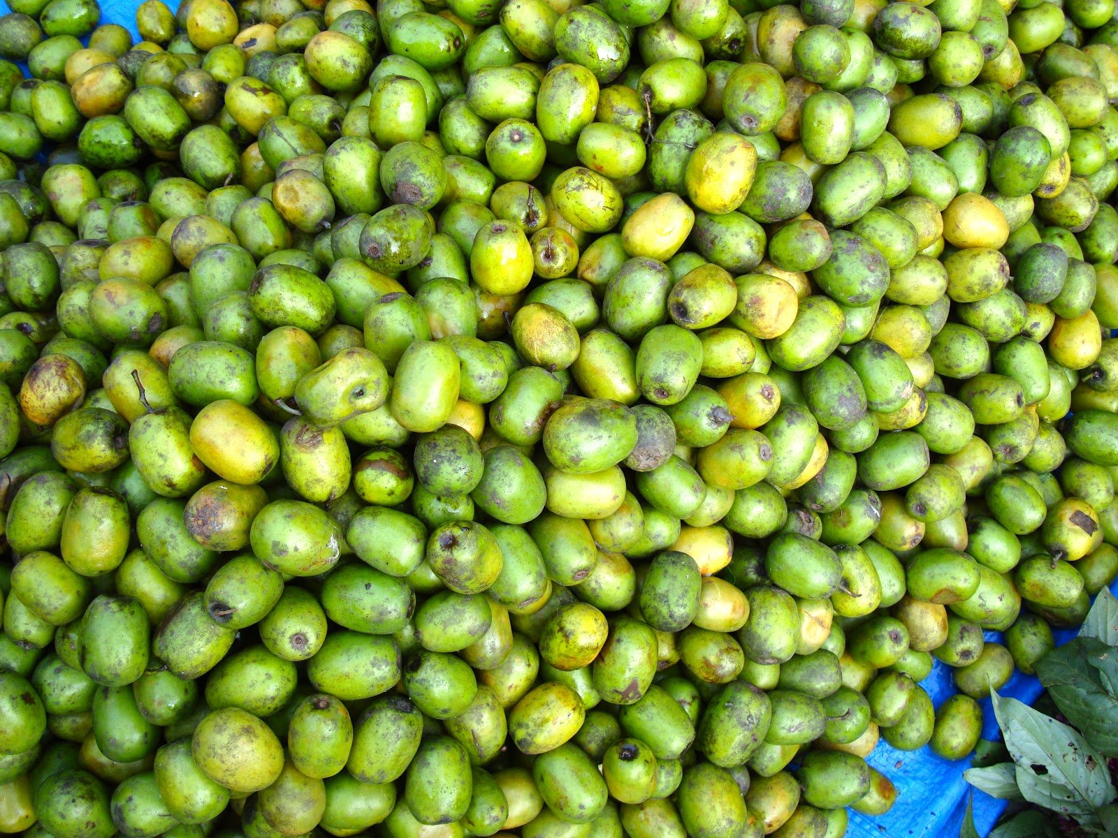   वार्षिक सय टन लप्सी उत्पादन