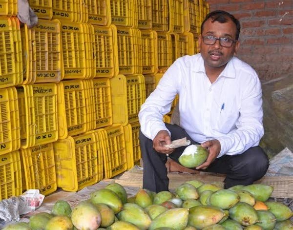 होसियार ! बजारमा बिक्दैछ विषालु आँप