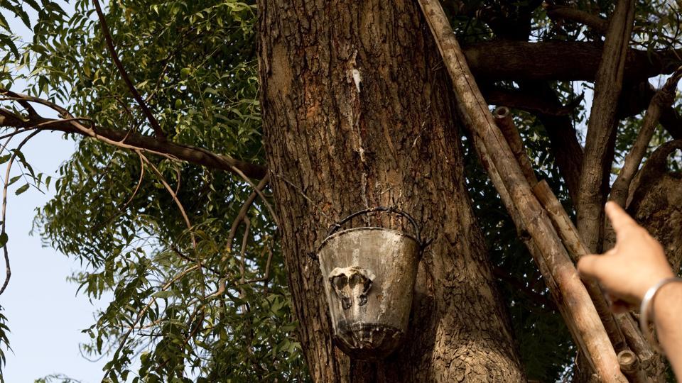 यो रुखबाट निस्कन्छ ‘बियर’, संकलन गर्न मानिसको भीड