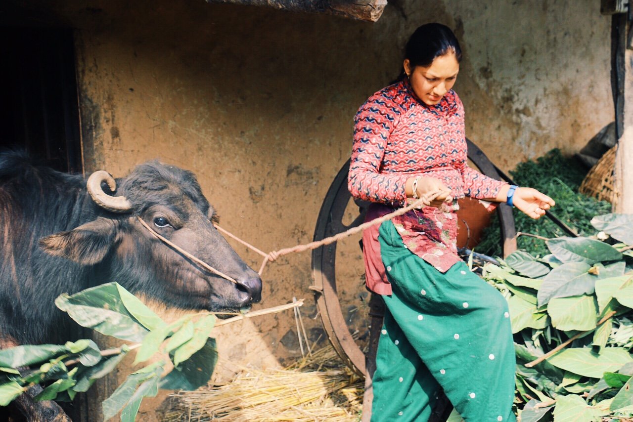   पशुपालन व्यवसायतर्फ महिला आकर्षित
