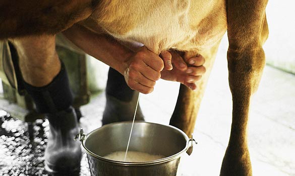 दुहुना पशु नपघ्रिएमा इन्जेक्सन दिने बानी नबसाल्नुस्