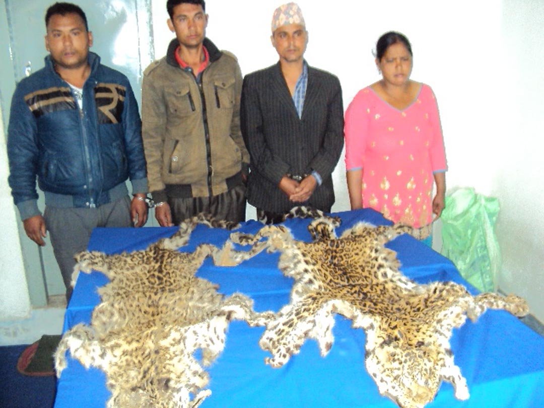  सल्यानमा चितुवाको दुइ थान छालासहित चार पक्राउ