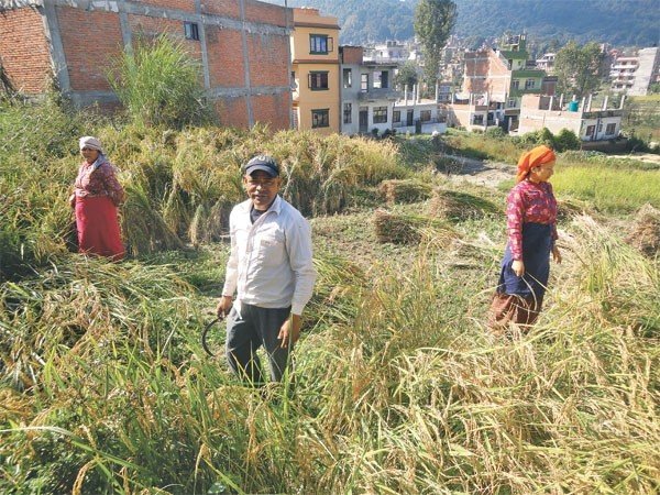   रैथाने धान हराउने चिन्ता
