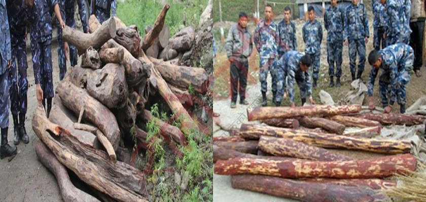   सरकारी योजनामै करोडौंको रक्तचन्दन तस्करीको चलखेल