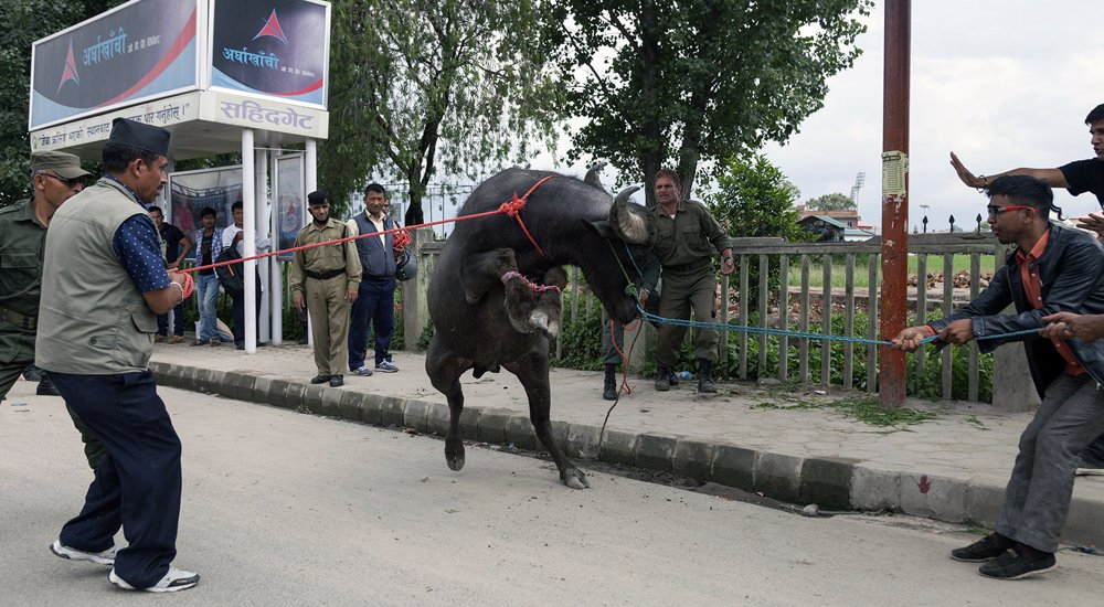 अनियन्त्रित राँगोले सहिदगेटमा बबाल मच्चायो