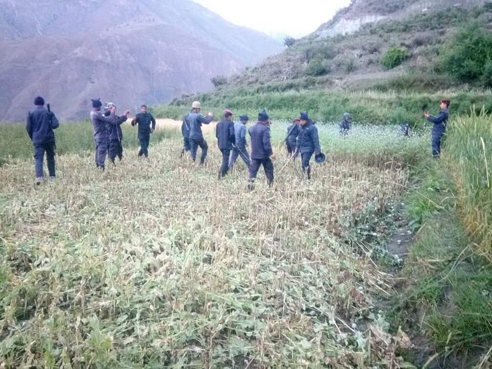   यसरी फाँडियो डोल्पामा तिनसय पाँच बर्गमीटर क्षेत्रफलमा लगाईएको अफिम खेती ( हेर्नुस तस्वीरमा)