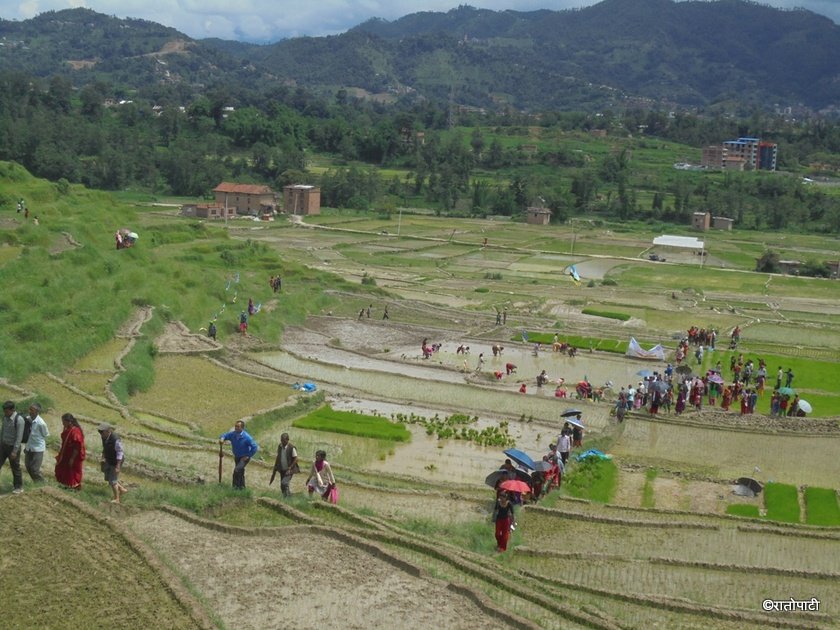 जब महिलासँगै पशुपतिले धान रोपे (फोटोफिचर)