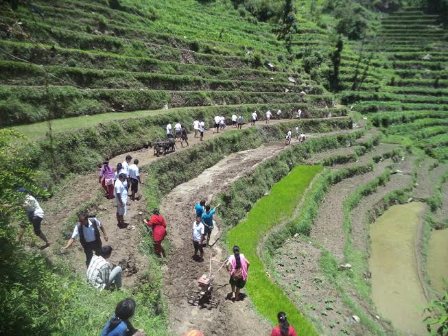 कालिकोटमा रोपाईको चटारो, जिल्लाको ६० प्रतिशत खेतमा धान रोपाई सकियो