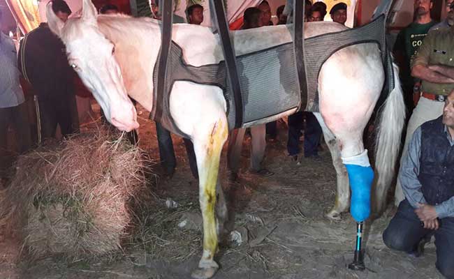 ‘शक्तिमान’को खुट्टा भाँच्नेमाथि केवल ५० भारु जरिवाना या ५ वर्षको जेल ?